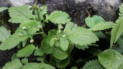 Dichrocephala integrifolia