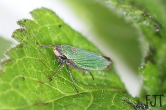 Chlorogonalia losoplanensis