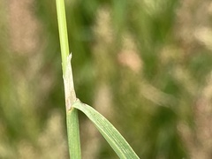 Polypogon interruptus