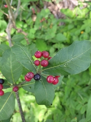 Rauvolfia tetraphylla