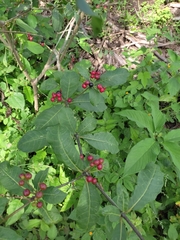 Rauvolfia tetraphylla