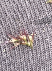 Polypogon interruptus