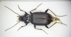 Nebria brevicollis