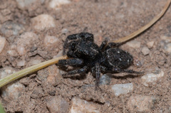 Dendryphantes