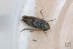 Chlorogonalia losoplanensis