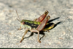 Epipodisma pedemontana