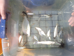 Leiostomus xanthurus