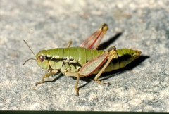 Epipodisma pedemontana