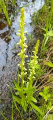 Platanthera stricta