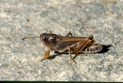 Gomphocerus sibiricus sibiricus