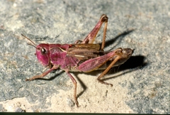 Gomphocerus sibiricus sibiricus