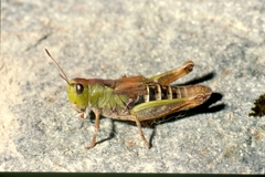 Gomphocerus sibiricus sibiricus