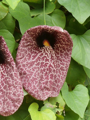 Aristolochia gigantea