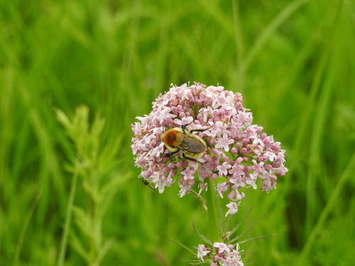 Steppe Bumble Bee