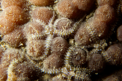 Ophiothela