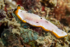 Pseudoceros nipponicus