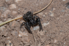 Dendryphantes