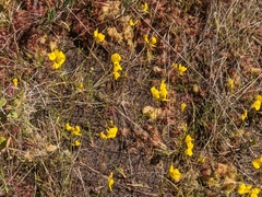 Utricularia cornuta