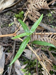 Pterostylis melagramma