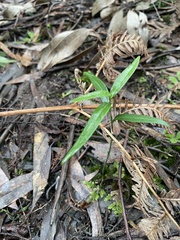 Pterostylis melagramma