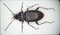 Nebria brevicollis