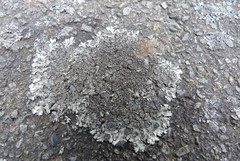 Xanthoparmelia scabrosa