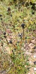 Logania recurva