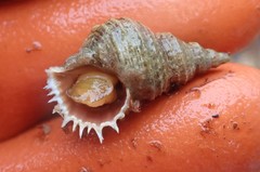 Trichotropis cancellata