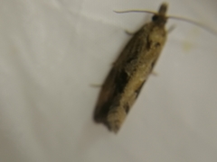Endothenia quadrimaculana