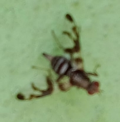 Pseudodyscrasis scutellaris