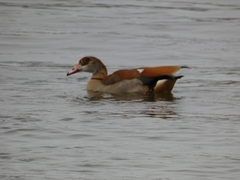 Alopochen aegyptiaca