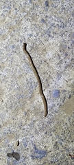 Bipalium pennsylvanicum