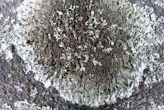 Xanthoparmelia scabrosa