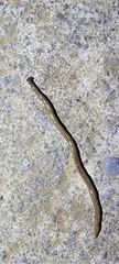 Bipalium pennsylvanicum