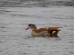 Alopochen aegyptiaca