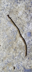 Bipalium pennsylvanicum