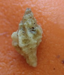 Paciocinebrina interfossa