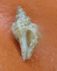 Paciocinebrina interfossa