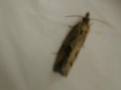 Endothenia quadrimaculana