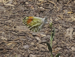 Anthocharis julia stella