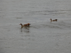 Alopochen aegyptiaca