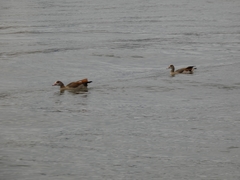 Alopochen aegyptiaca