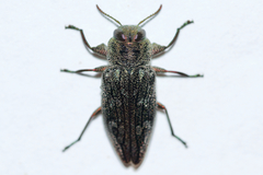 Chrysobothris femorata