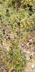 Logania recurva