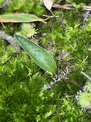Cryptostylis subulata