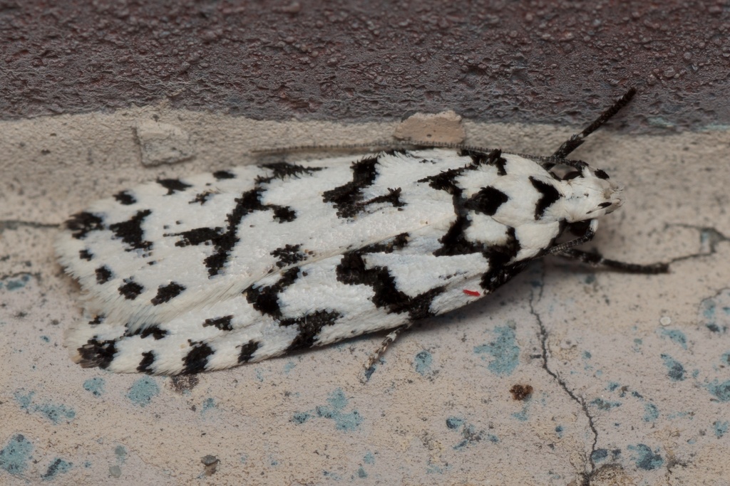 Lichen Tuft Moths