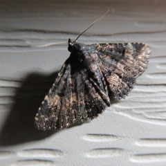 Metalectra diabolica