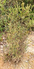 Logania recurva