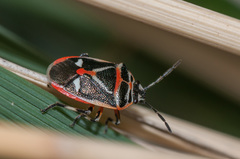 Eurydema gebleri