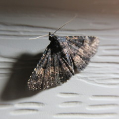 Metalectra diabolica